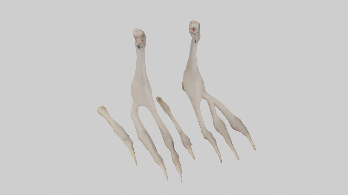 Ostrich Feet Model 3D model