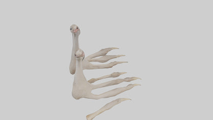 Ostrich Feet Model 3D model