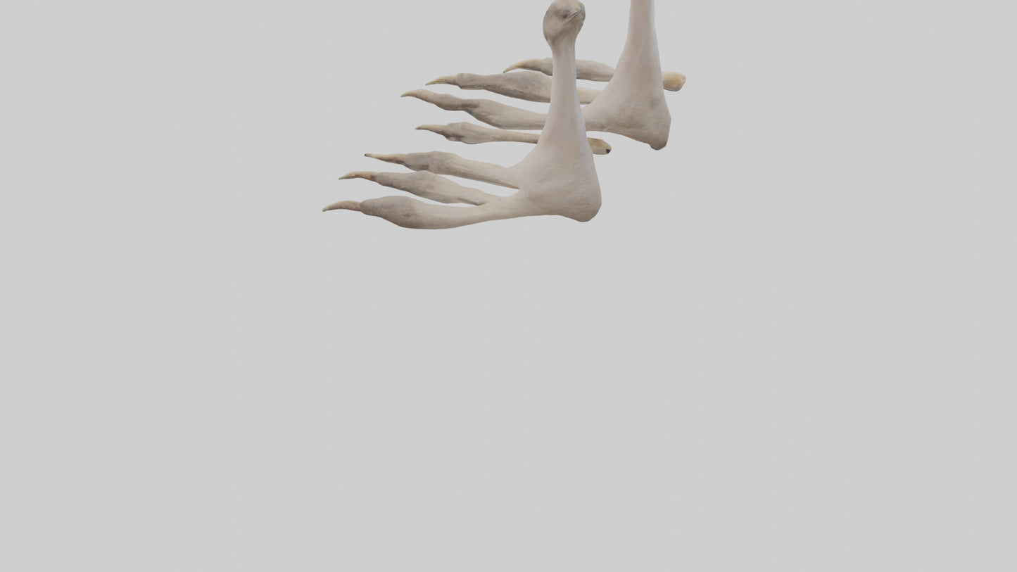 Ostrich Feet Model 3D model