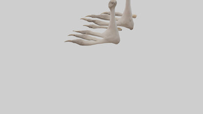 Ostrich Feet Model 3D model