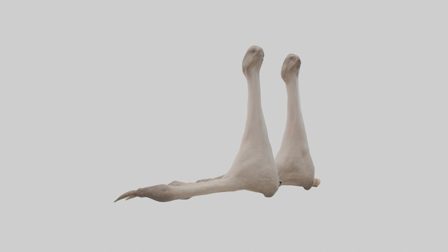 Ostrich Feet Model 3D model