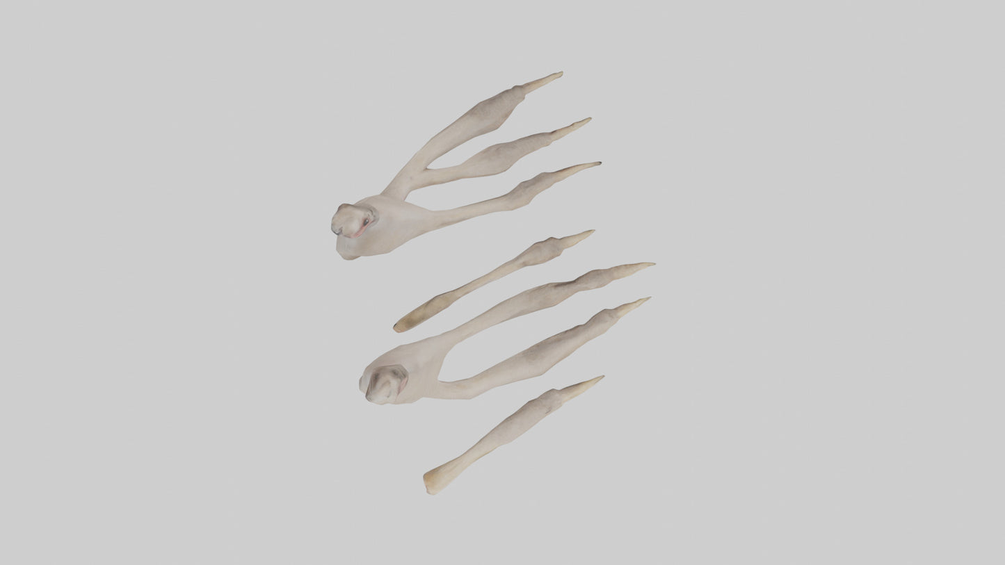 Ostrich Feet Model 3D model