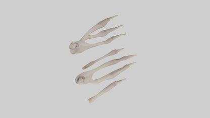 Ostrich Feet Model 3D model