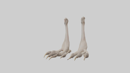 Ostrich Feet Model 3D model