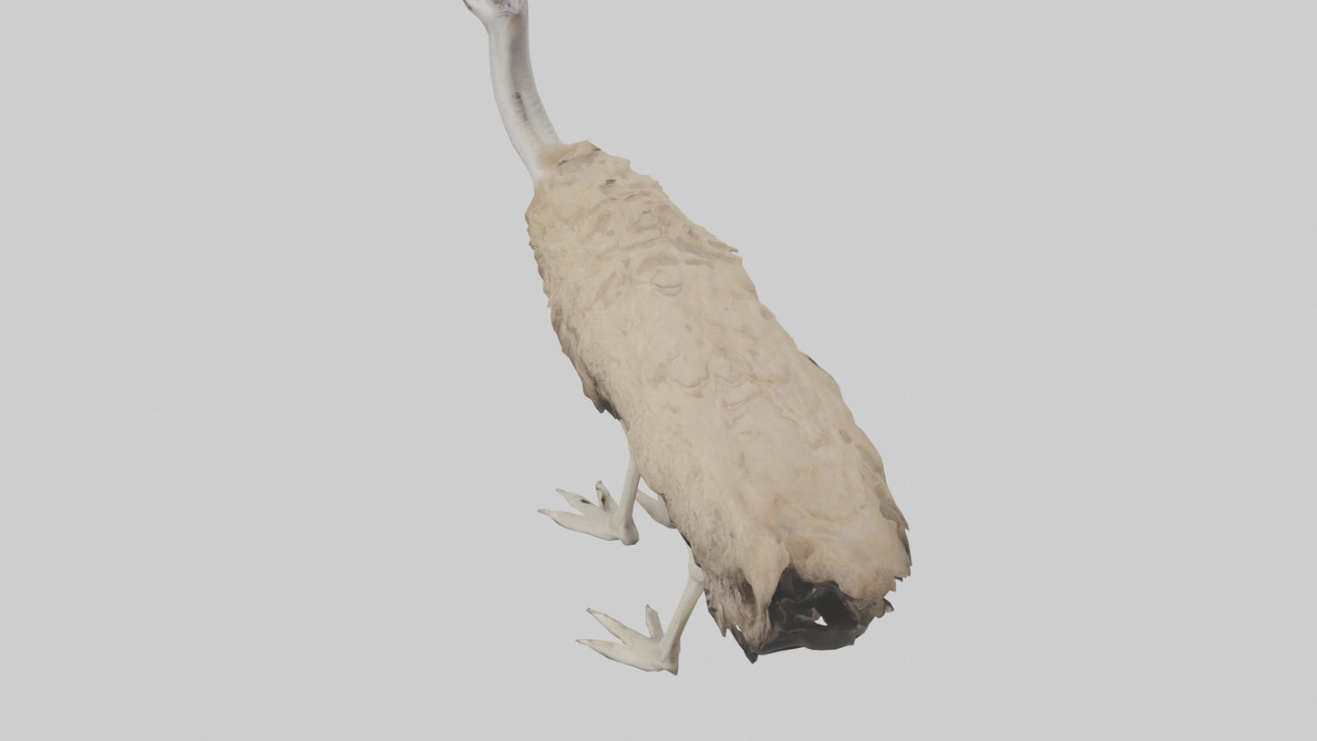 Ostrich Legs Model 3D model