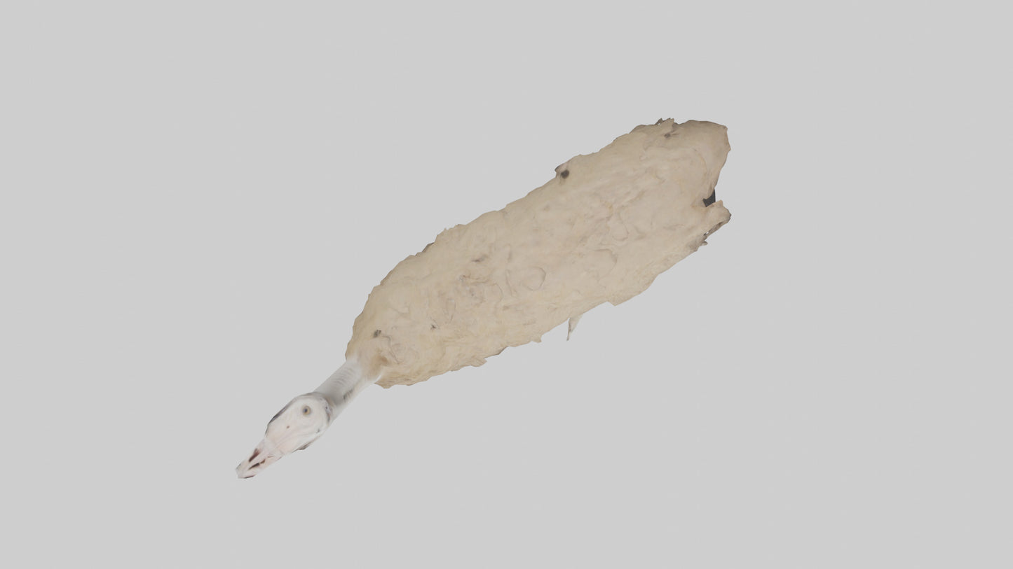 Ostrich Legs Model 3D model