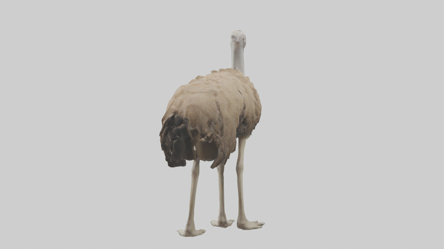Ostrich Legs Model 3D model
