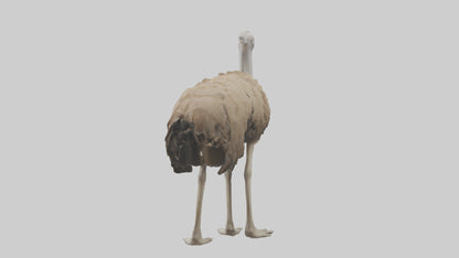 Ostrich Legs Model 3D model