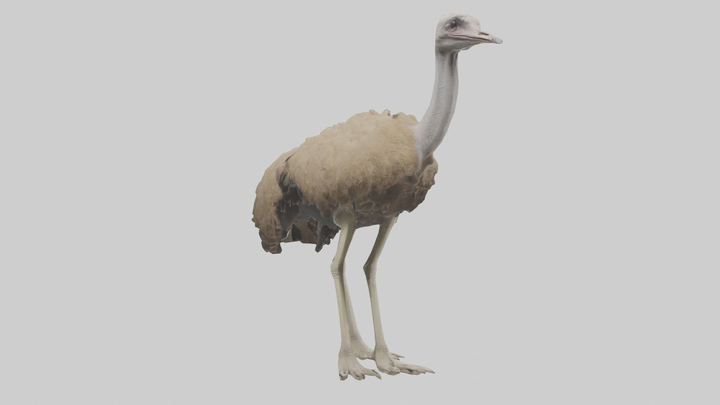 Ostrich Legs Model 3D model