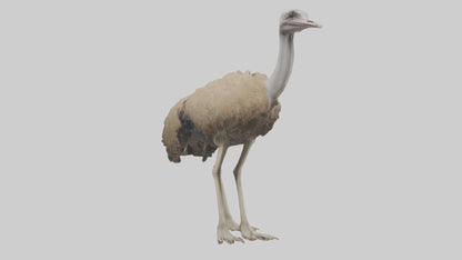 Ostrich Legs Model 3D model