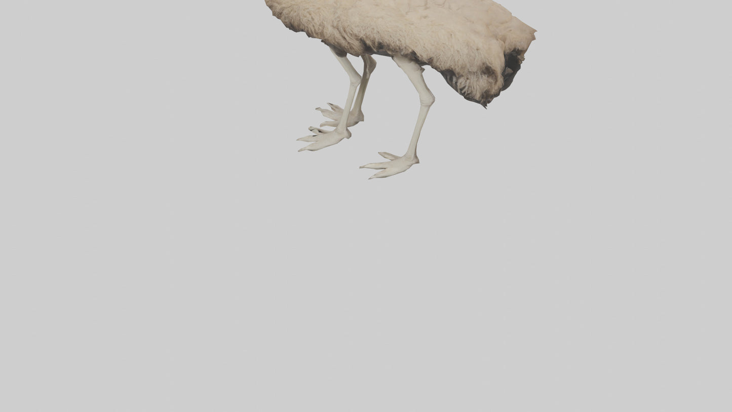 Ostrich Legs Model 3D model