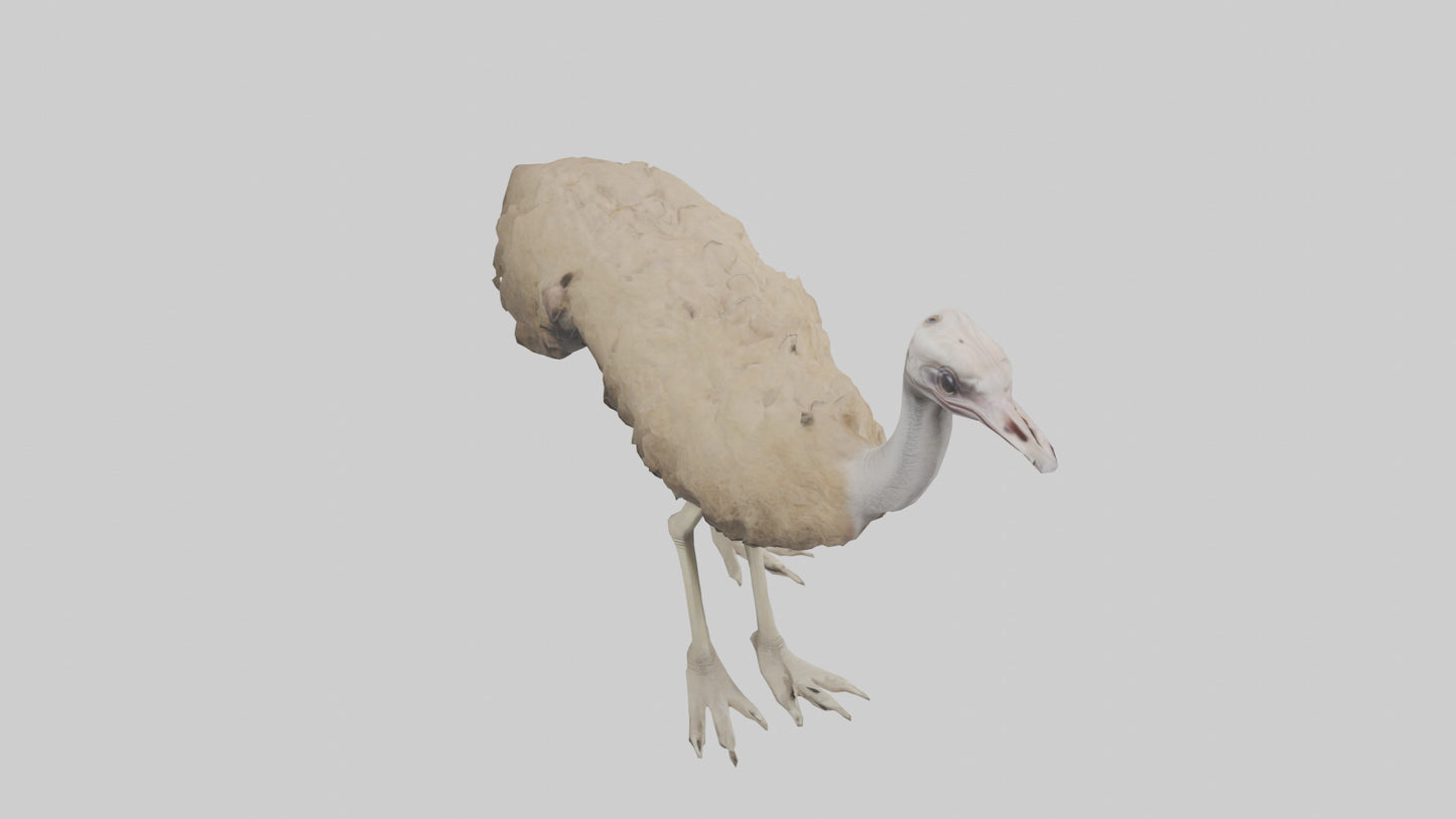 Ostrich Legs Model 3D model