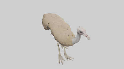 Ostrich Legs Model 3D model