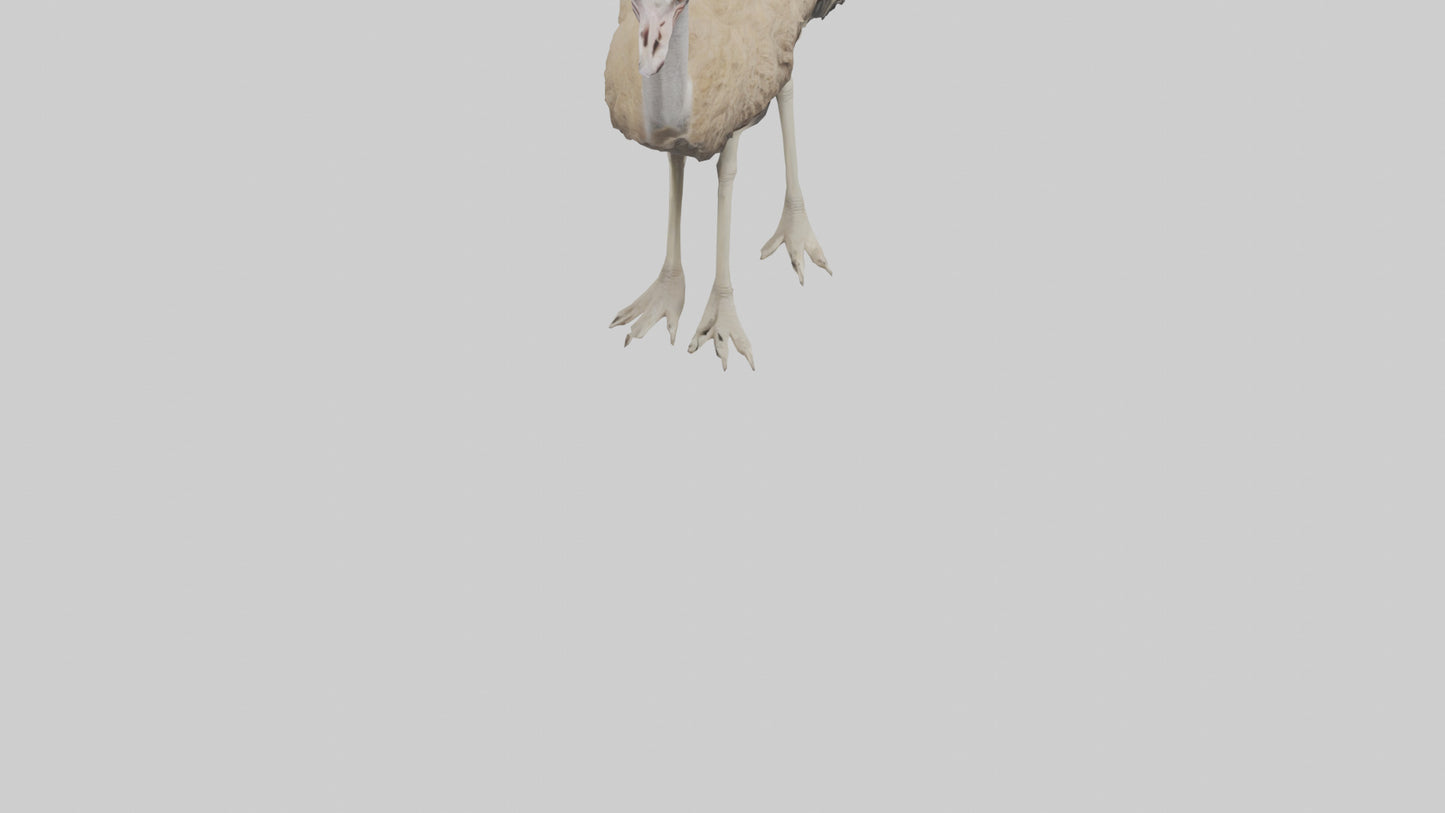 Ostrich Legs Model 3D model