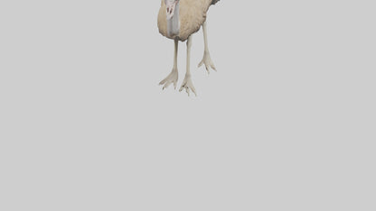 Ostrich Legs Model 3D model