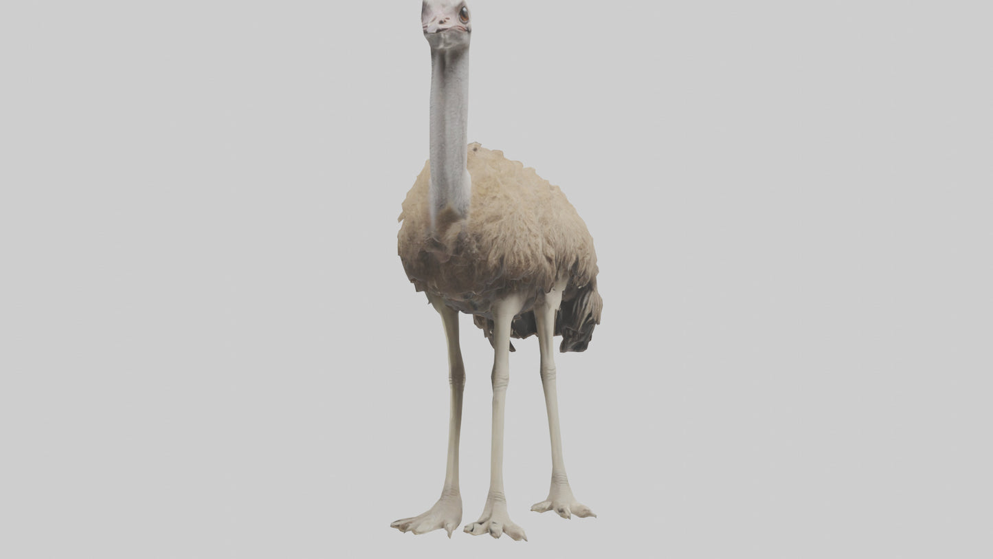 Ostrich Legs Model 3D model