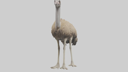 Ostrich Legs Model 3D model