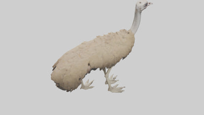 Ostrich Legs Model 3D model