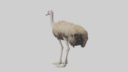 Ostrich Legs Model 3D model