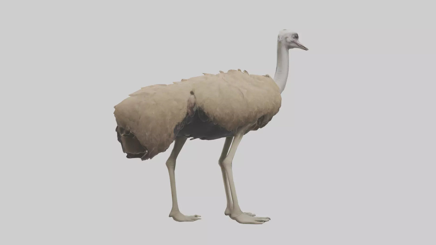 Ostrich Legs Model 3D model
