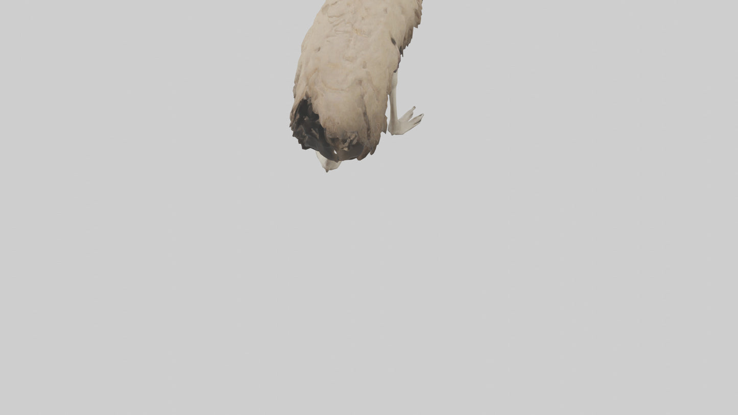 Ostrich Legs Model 3D model