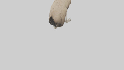 Ostrich Legs Model 3D model