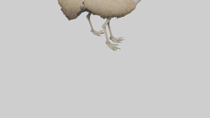 Ostrich Legs Model 3D model