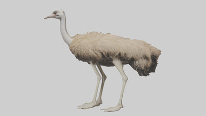 Ostrich Legs Model 3D model