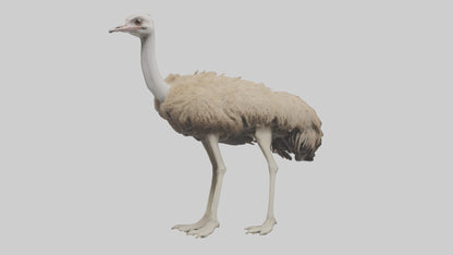 Ostrich Legs Model 3D model