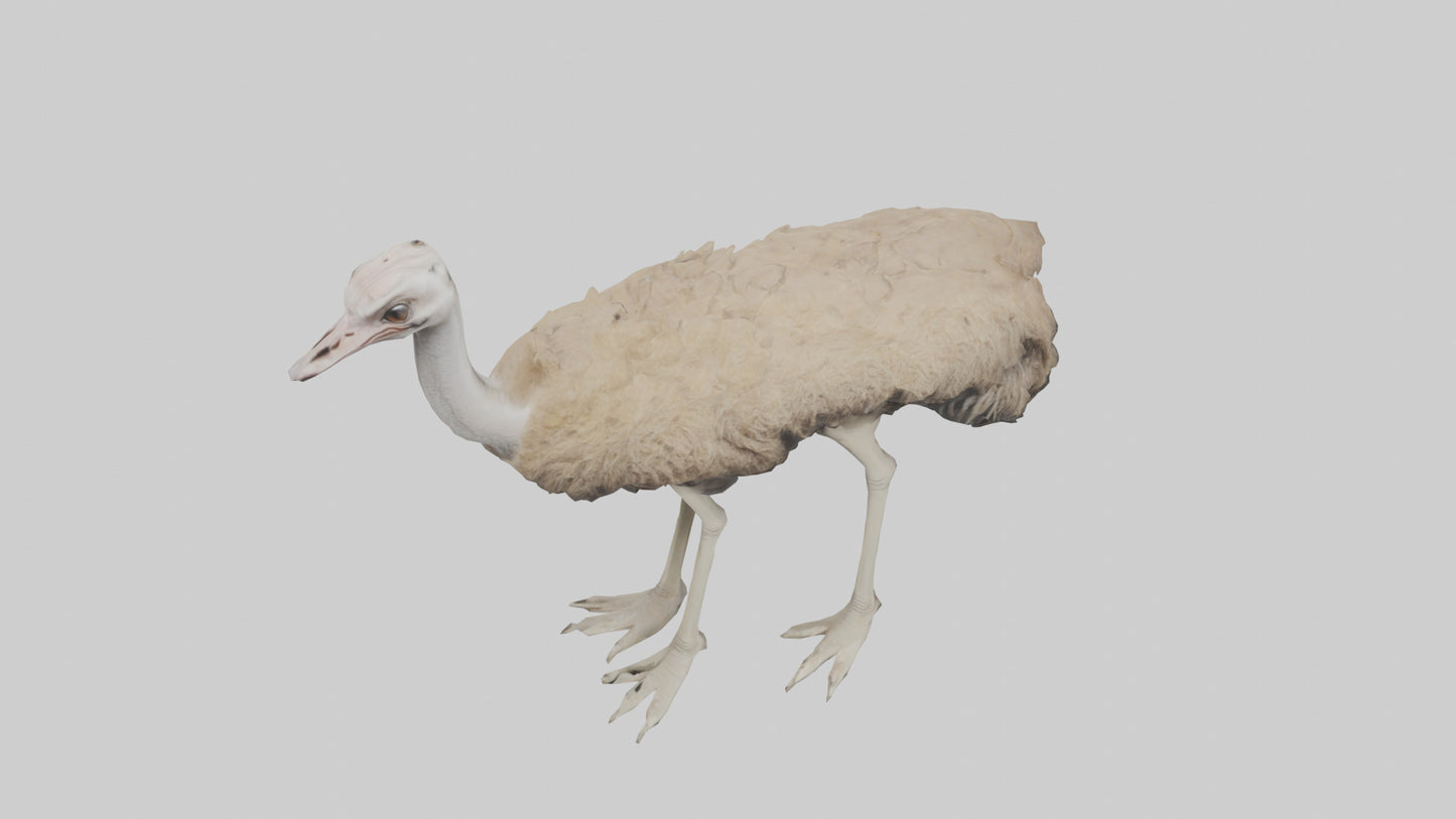 Ostrich Legs Model 3D model