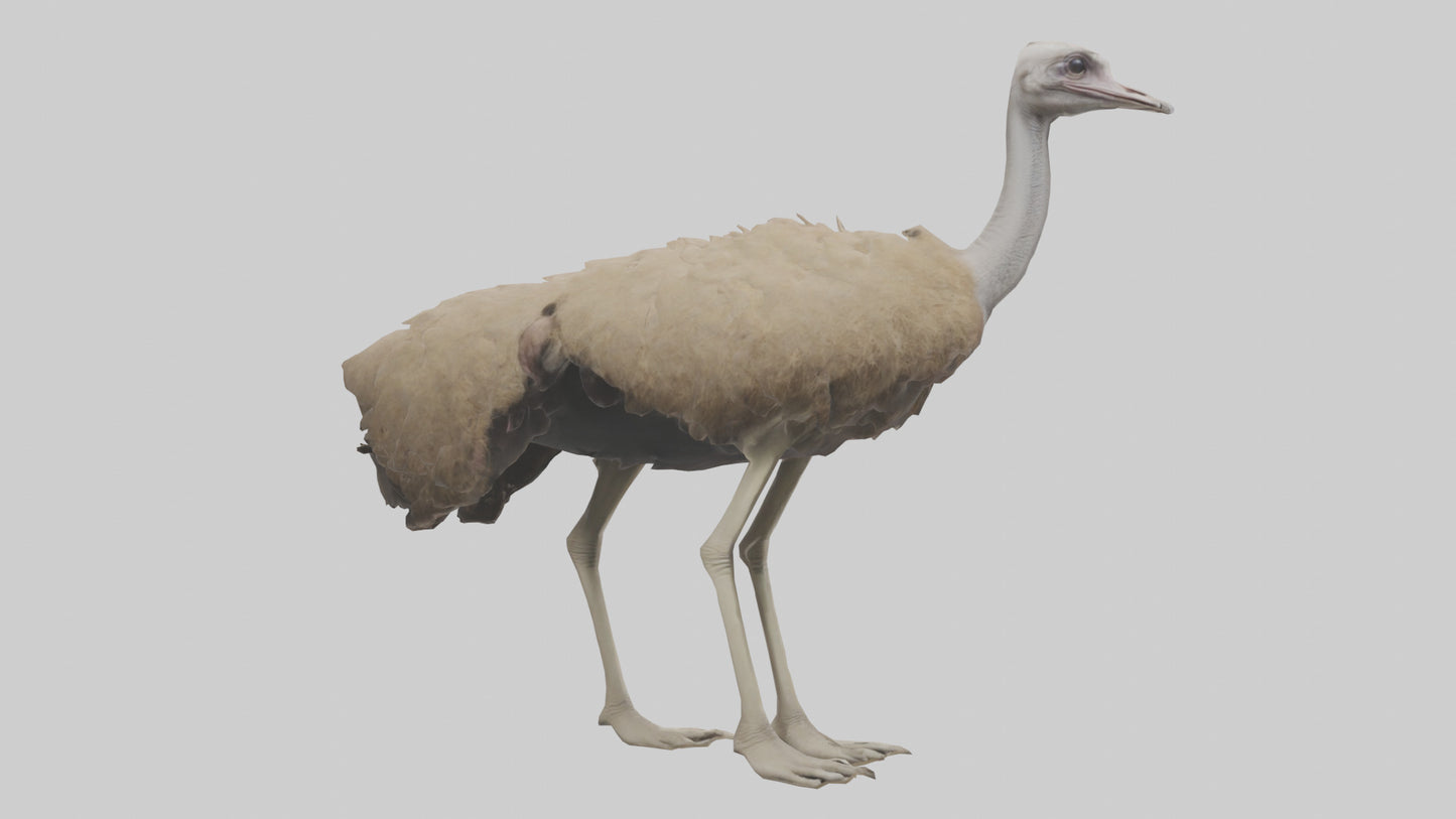 Ostrich Legs Model 3D model