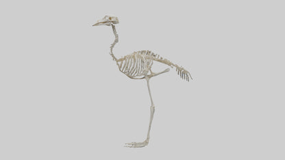 3D model Ostrich Skeleton model VR / AR / low-poly