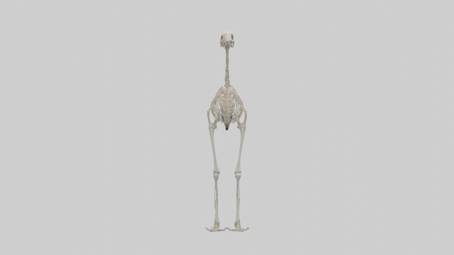 3D model Ostrich Skeleton model VR / AR / low-poly