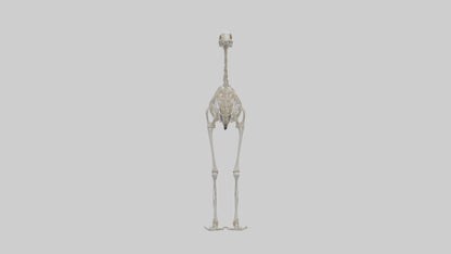 3D model Ostrich Skeleton model VR / AR / low-poly
