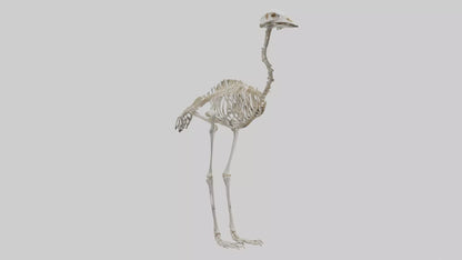 3D model Ostrich Skeleton model VR / AR / low-poly