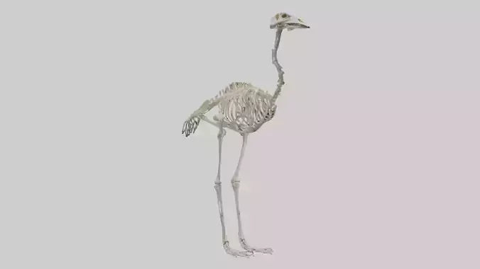3D model Ostrich Skeleton model VR / AR / low-poly