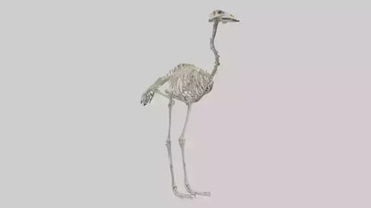 3D model Ostrich Skeleton model VR / AR / low-poly