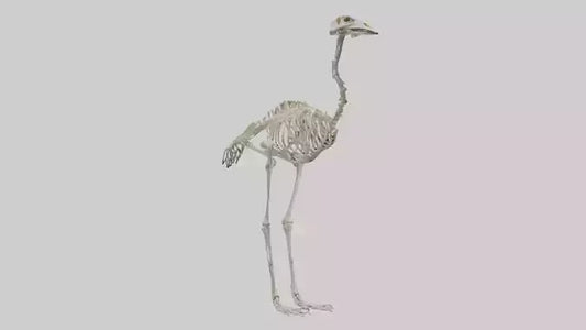 3D model Ostrich Skeleton model VR / AR / low-poly