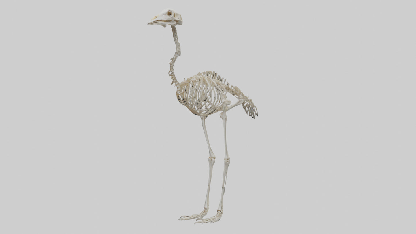 3D model Ostrich Skeleton model VR / AR / low-poly