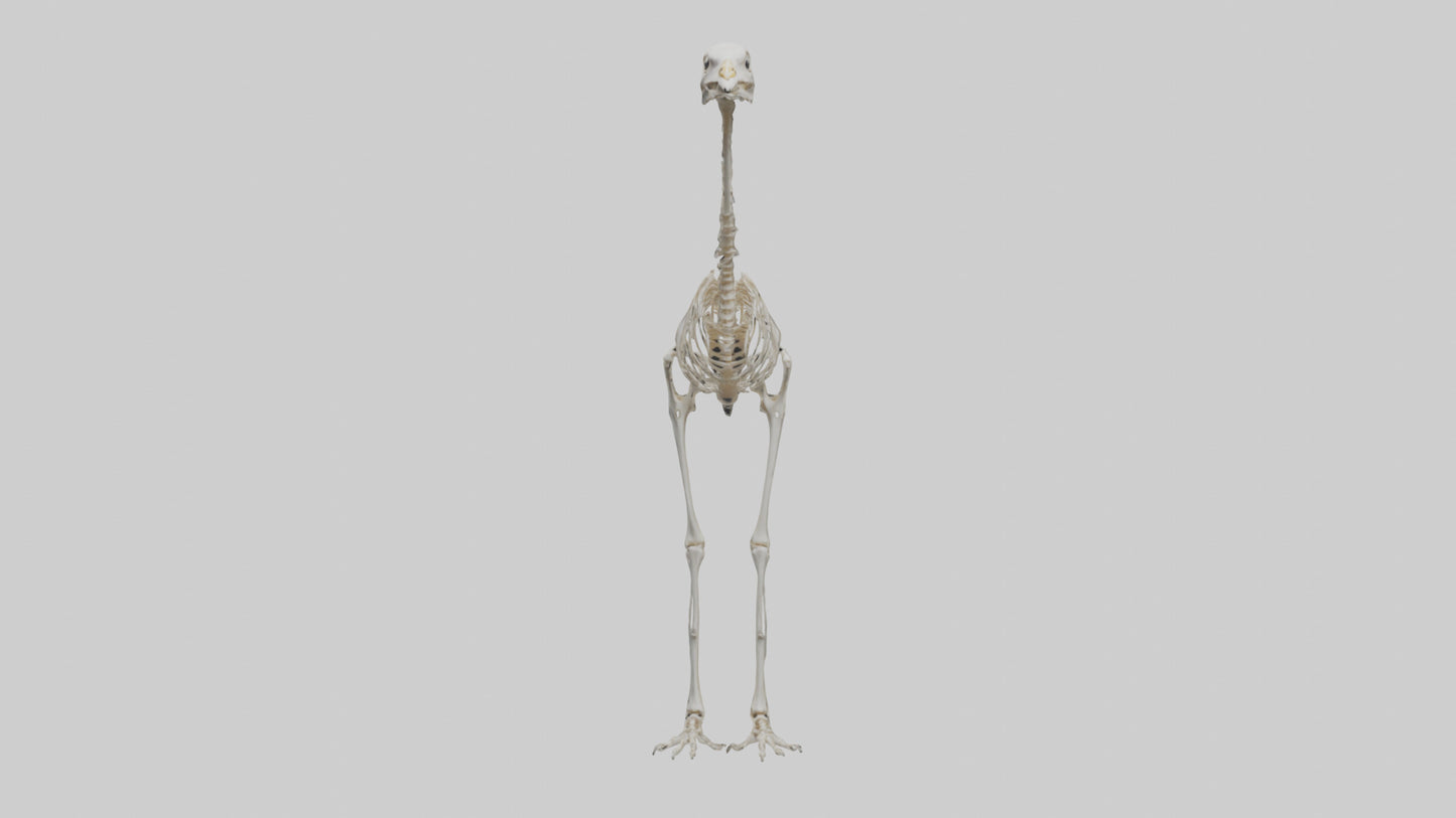 3D model Ostrich Skeleton model VR / AR / low-poly