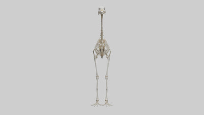 3D model Ostrich Skeleton model VR / AR / low-poly