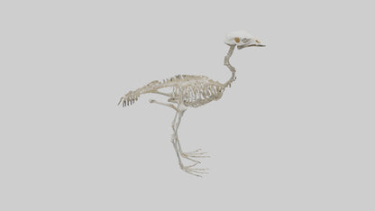 3D model Ostrich Skeleton model VR / AR / low-poly
