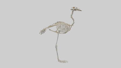 3D model Ostrich Skeleton model VR / AR / low-poly