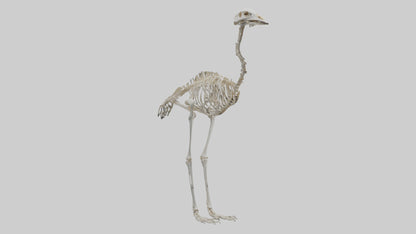 3D model Ostrich Skeleton model VR / AR / low-poly