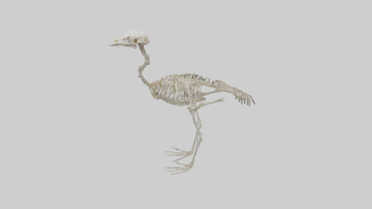 3D model Ostrich Skeleton model VR / AR / low-poly