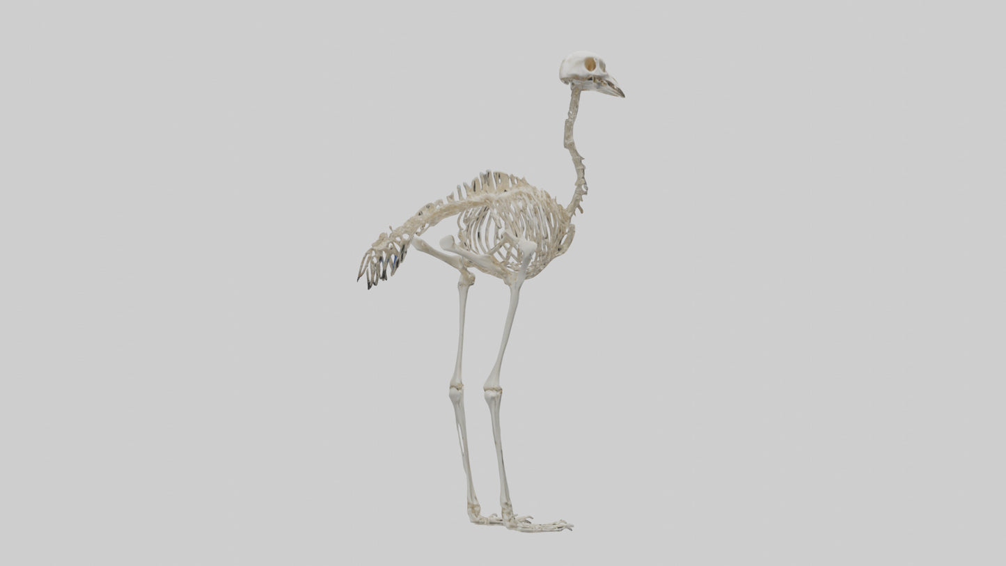 3D model Ostrich Skeleton model VR / AR / low-poly