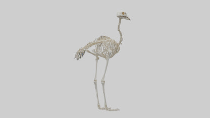 3D model Ostrich Skeleton model VR / AR / low-poly