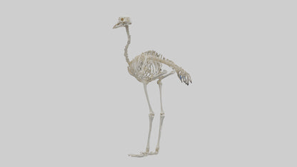 3D model Ostrich Skeleton model VR / AR / low-poly