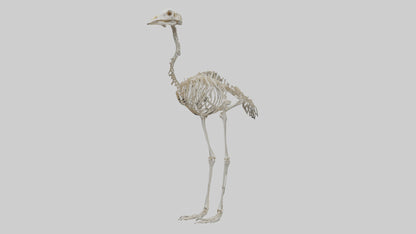 3D model Ostrich Skeleton model VR / AR / low-poly