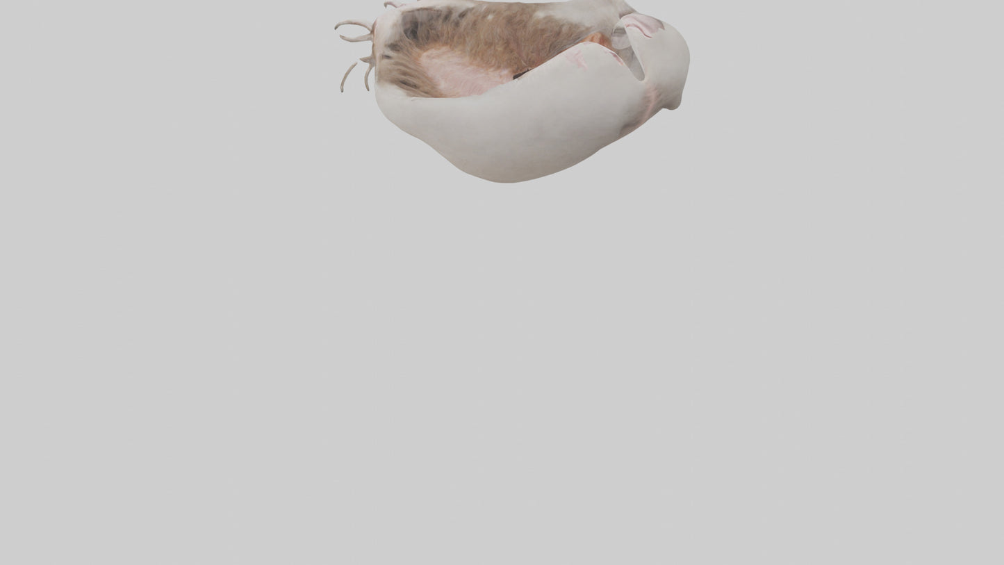 3D model Ostrich Stomach VR / AR / low-poly